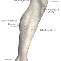 10 Interesting Facts About Legs
