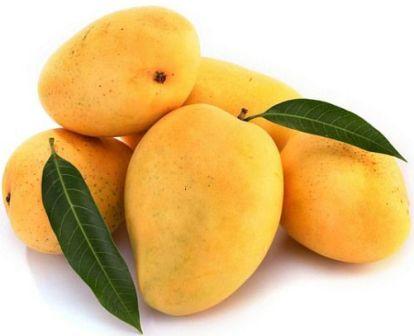 Mango fruit