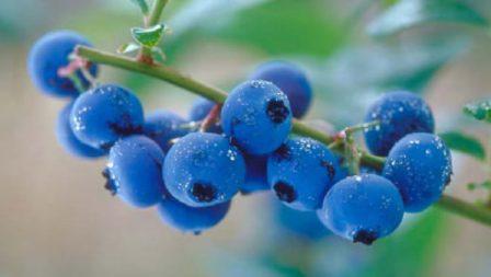blueberries