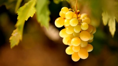 grapes