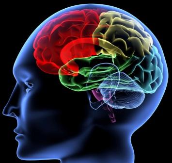 Brain