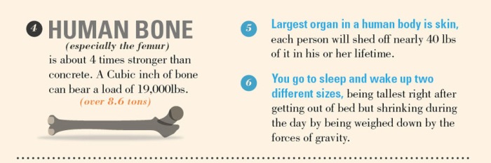 Human Bone Facts