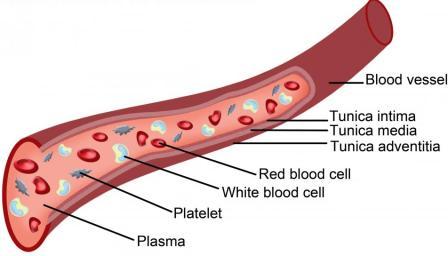 blood