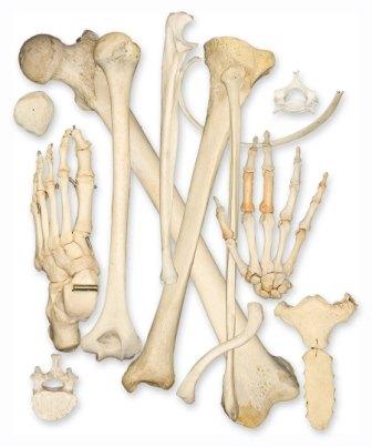 bones