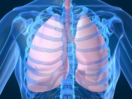 human-lungs