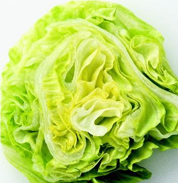 iceberg lettuce