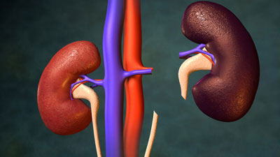 kidneys