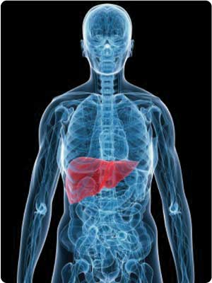 liver