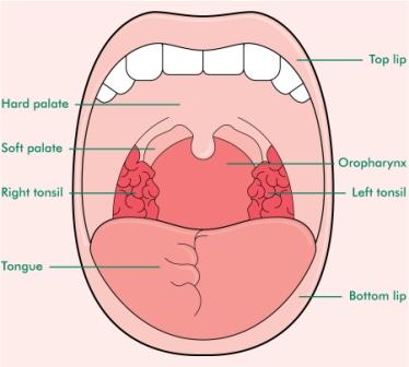 throat