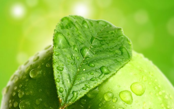 Nature's Green Beautiful Leaves Photo