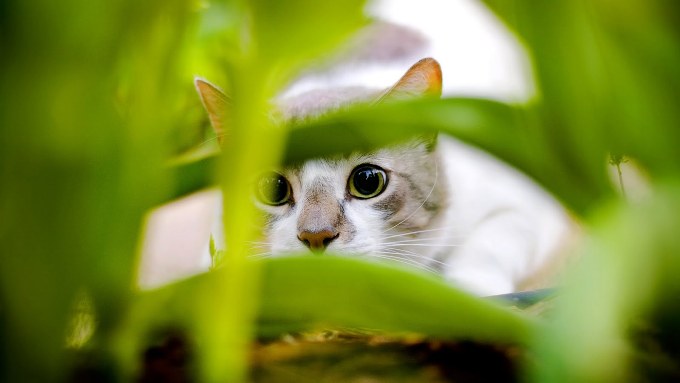 Nature's Beautiful Photo