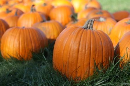 pumpkin