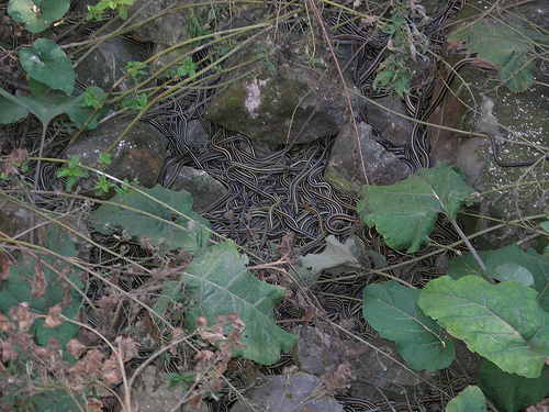 Snake den by Dano Narcisse Snake Dens photo