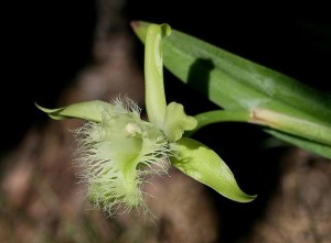 Rhyncholaelia digbyana