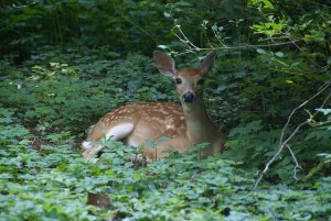 Honduras National Animal, White-Tail Deer - Photo by David Baron 